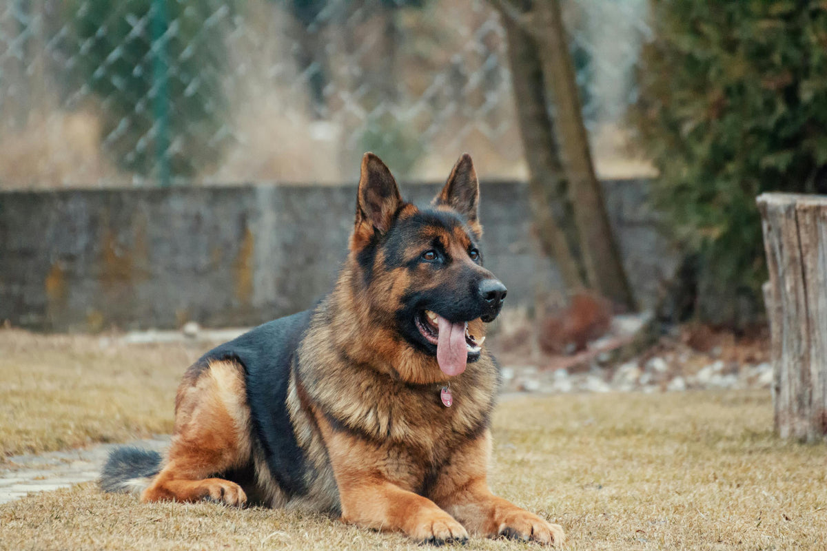 German Shepherd: characteristics, lifespan and everyday life with a large dog