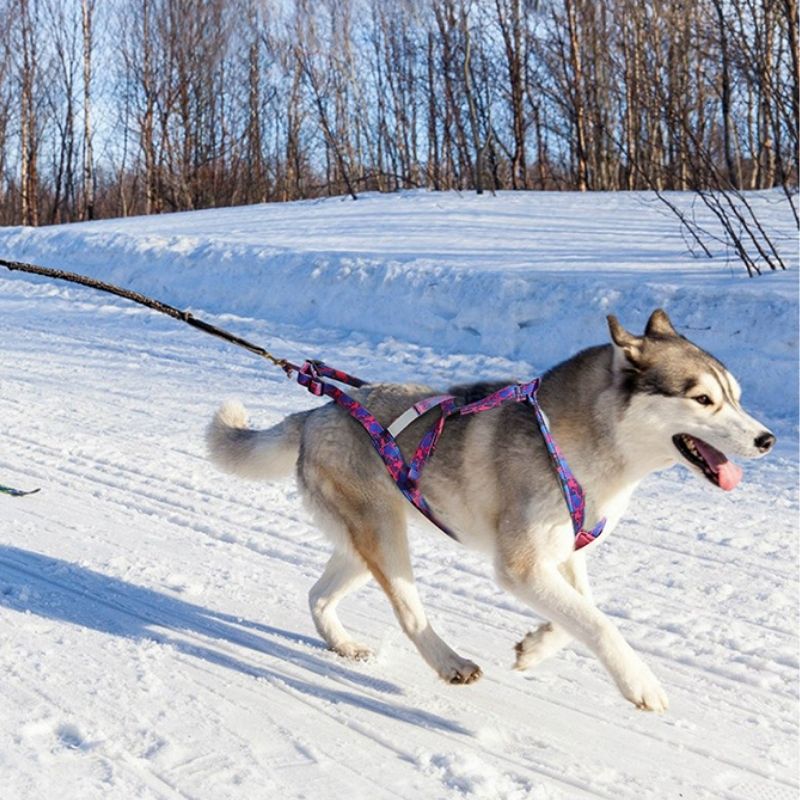 Premium Canicross Harness for Big Dogs - BigDog Accessories™