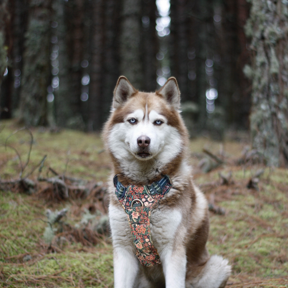 True Love Floral Dog Harness for Big Dogs - BigDog Accessories™